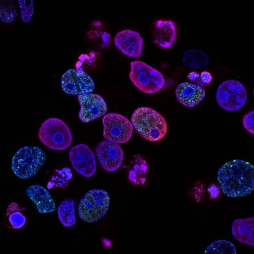 Clinical Validation Assays